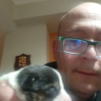 Jack Russell Femmina