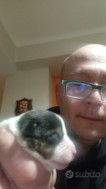 Jack Russell Femmina