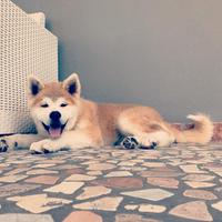 Cuccioli di AKITA INU puri con pedigree