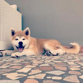 Cuccioli di AKITA INU puri con pedigree