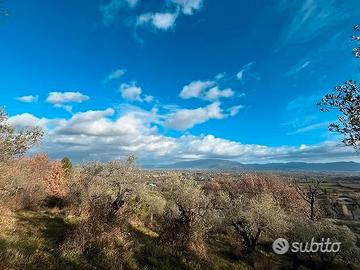 Oliveto Con vista Mozzafiato