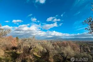 Oliveto Con vista Mozzafiato
