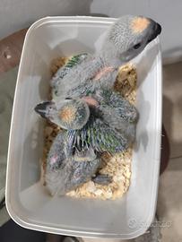 Uccelli