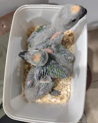 Uccelli