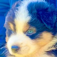Pastore Australiano Australian Shepherd FEMMINE
