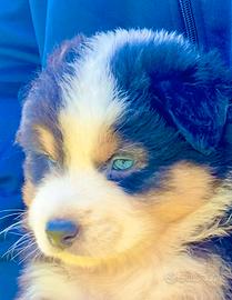 Pastore Australiano Australian Shepherd FEMMINE