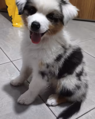 Meraviglioso cucciolo blue merle