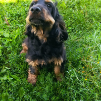 Cucciola di cocker spaniel con pedigree