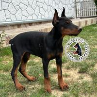 Dobermann femmine