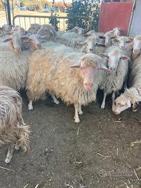 Arieti di 4 anni