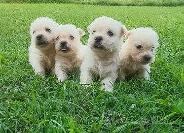 West highland White terrier