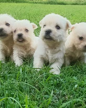 West highland White terrier