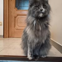Femmina maine coon adulta sterilizzata