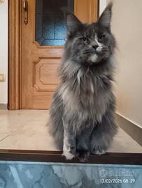 Femmina maine coon adulta sterilizzata