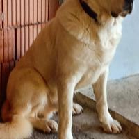 Cane, specie: pastore dell'Asia centrale