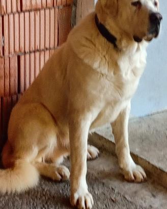 Cane, specie: pastore dell'Asia centrale