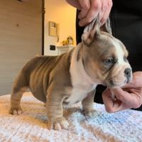 American Bully