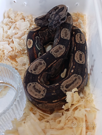 Boa constrictor imperator