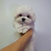 Maltese Toy