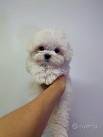 Maltese Toy
