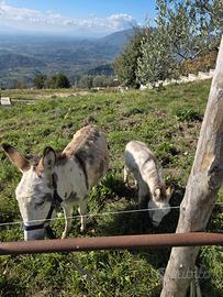 Asinella con figlio