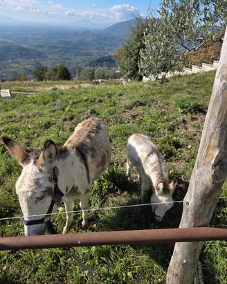 Asinella con figlio