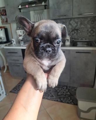 Bulldog francese