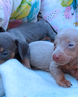 Cuccioli di bassotto