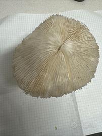 Corallo Criniera Di Leone Su Supporto