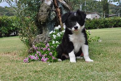Cucciolo border collie