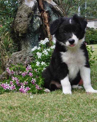 Cucciolo border collie