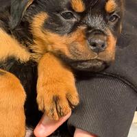 Rottweiler