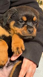 Rottweiler