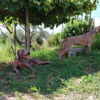 Bracco di Weimaraner femmina 4 mesi