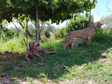 Bracco di Weimaraner femmina 4 mesi