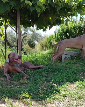 Bracco di Weimaraner femmina 4 mesi
