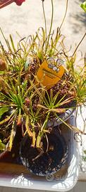 Drosera capensis taglia S 