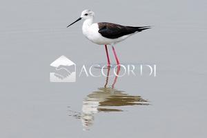 RIFERIMENTO FC100 - HOTEL 3S Super FRONTE MARE CO