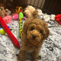 Barboncini red - fulvi