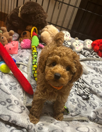 Barboncini red - fulvi