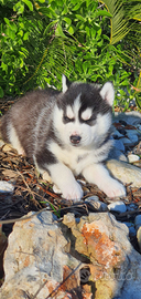 Siberin husky con pedigree Enci