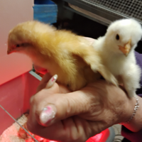 Pulcini di ovaiole rossa e Livorno bianche