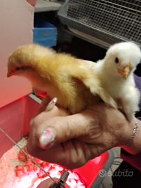 Pulcini di ovaiole rossa e Livorno bianche