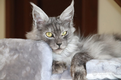 Ultimo Gattino di Maine Coon pronta adozione
