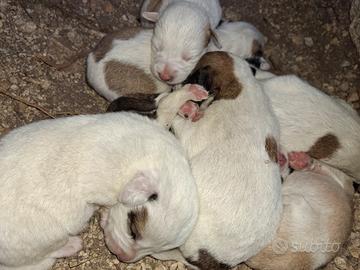 Cuccioli da tartufo