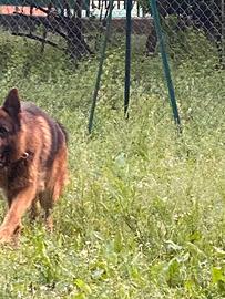 Terreno per orto o ideale per sgambamento cani