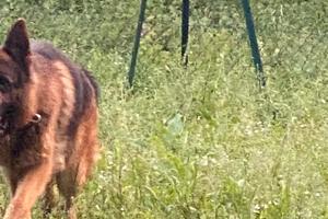 Terreno per orto o ideale per sgambamento cani