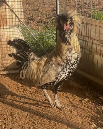 Gallo razza padovana