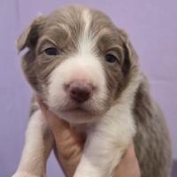 Border collie blu e lilac