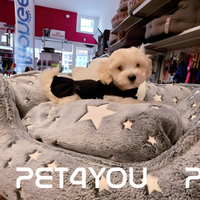 Cuccioli di maltipoo taglia molto piccola